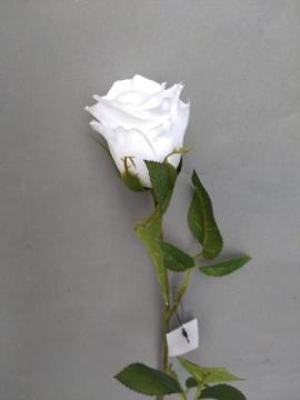 Růže bílá